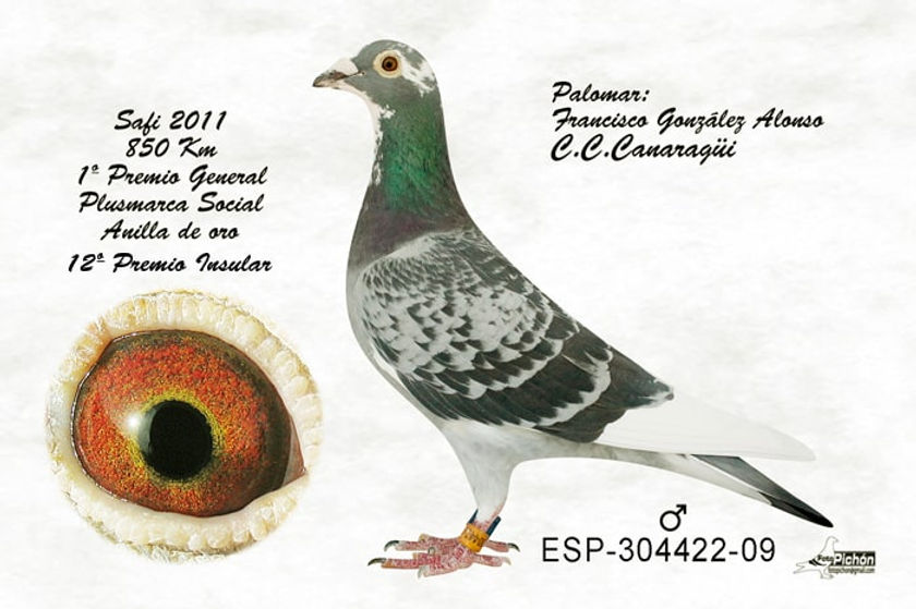 025.- Safi 11 Fco. González-min.jpg