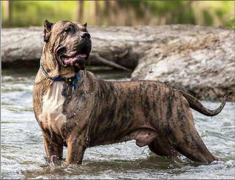 El-imponente-presa-canario-dest-min.jpg