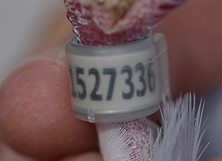 10-336.- H.- A Jos-min.JPG