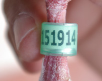 10-914.- H.- A Reventada-min.JPG
