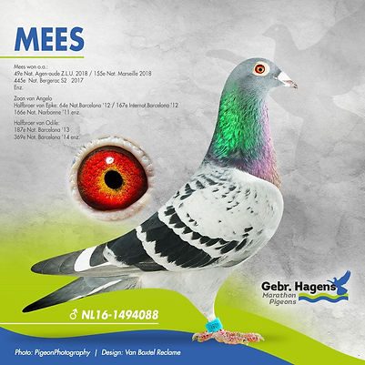 002.- Paloma-min.jpg