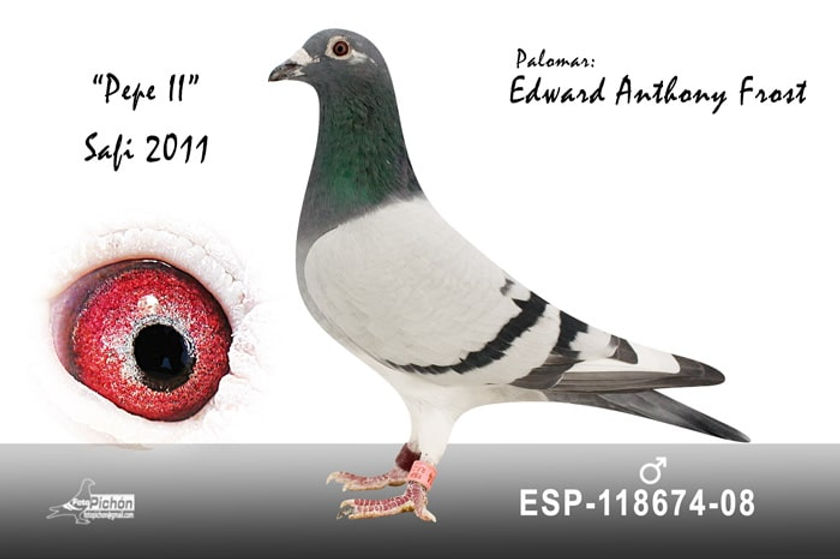 026.- Safi 11 Edward-min.jpg