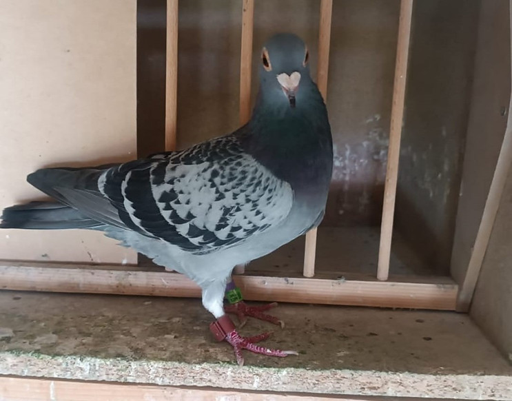 105.- La hembra paloma-min.jpg