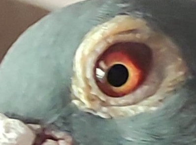 104.- Padre ojo-min.jpg