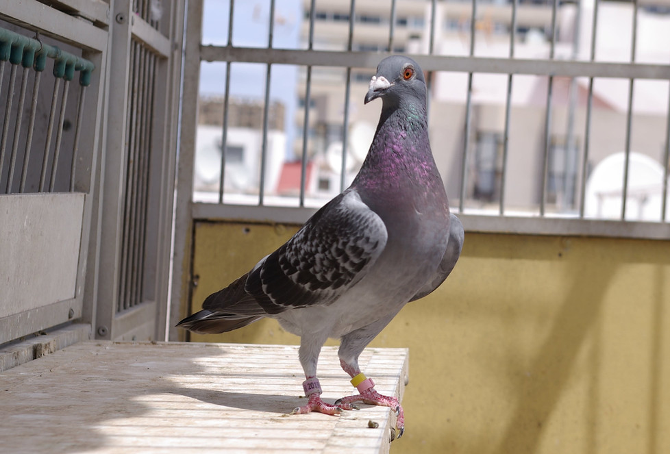 07-926.- E.- F Safi Nova-min.jpg