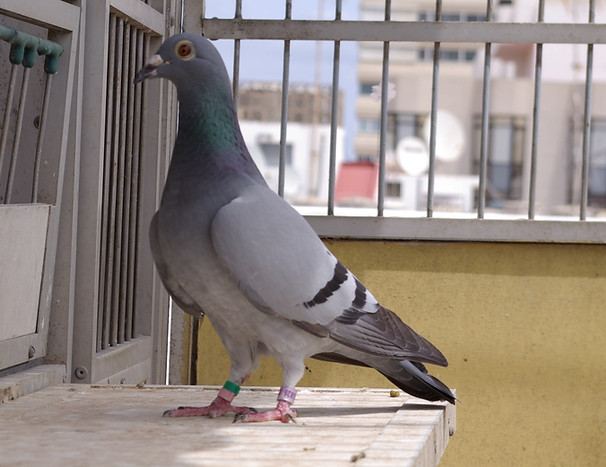 07-826.- Br.- F Mía Safi-min.JPG