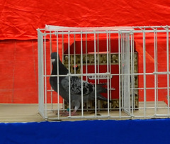 053.- Pichones a rifar-min.JPG