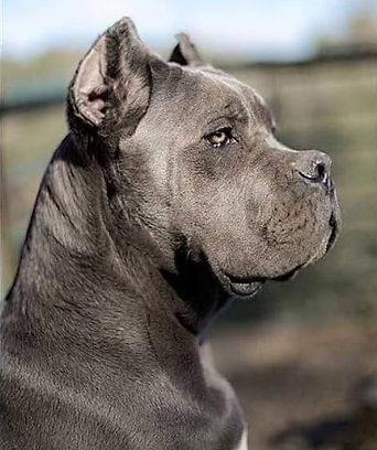 Cane_Corso 03a ok-min.jpg
