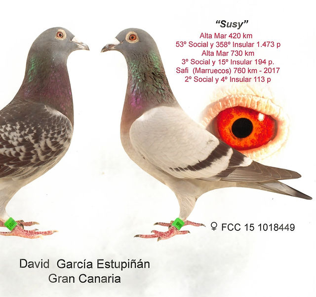 David 01.- Safi 17-min.jpg