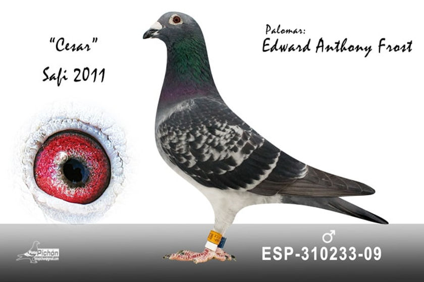 023.- Safi 11 Edward-min.jpg