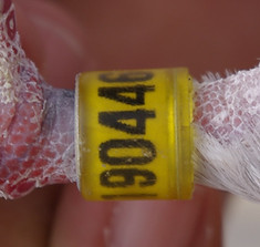 97-446.- J.- An Roja Safi-min.JPG