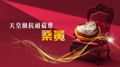天皇級抗頑菇蕈──桑黃