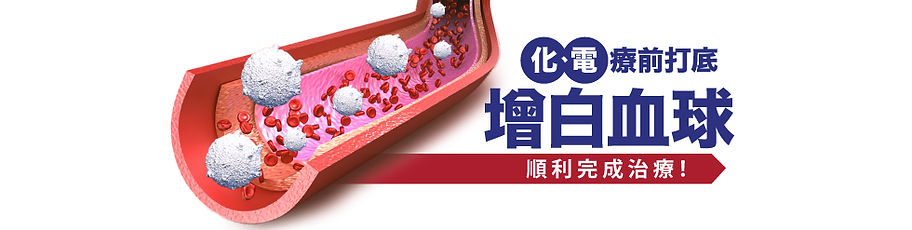 桑黃增加白血球數量