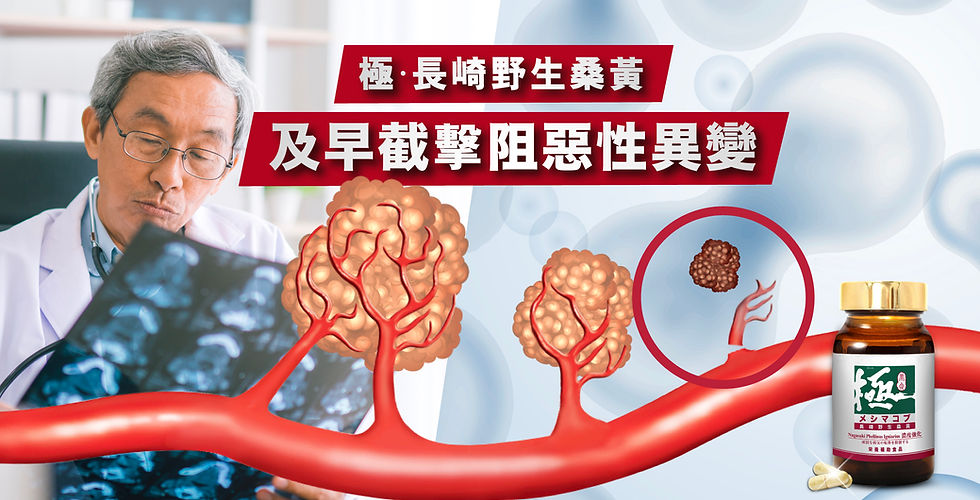 極·長崎野生桑黃 及早截擊阻惡性異變