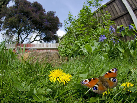 The scene depicted is a typical example of a garden habitat encouraging biodiversity.
