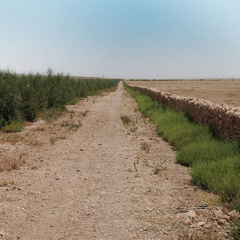 Thumbnail: Olive Tree Desert Pearls - Small - 100G - Olivie PowerUp
