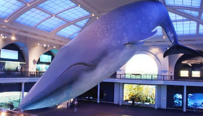 Model-Blue-Whale.jpeg