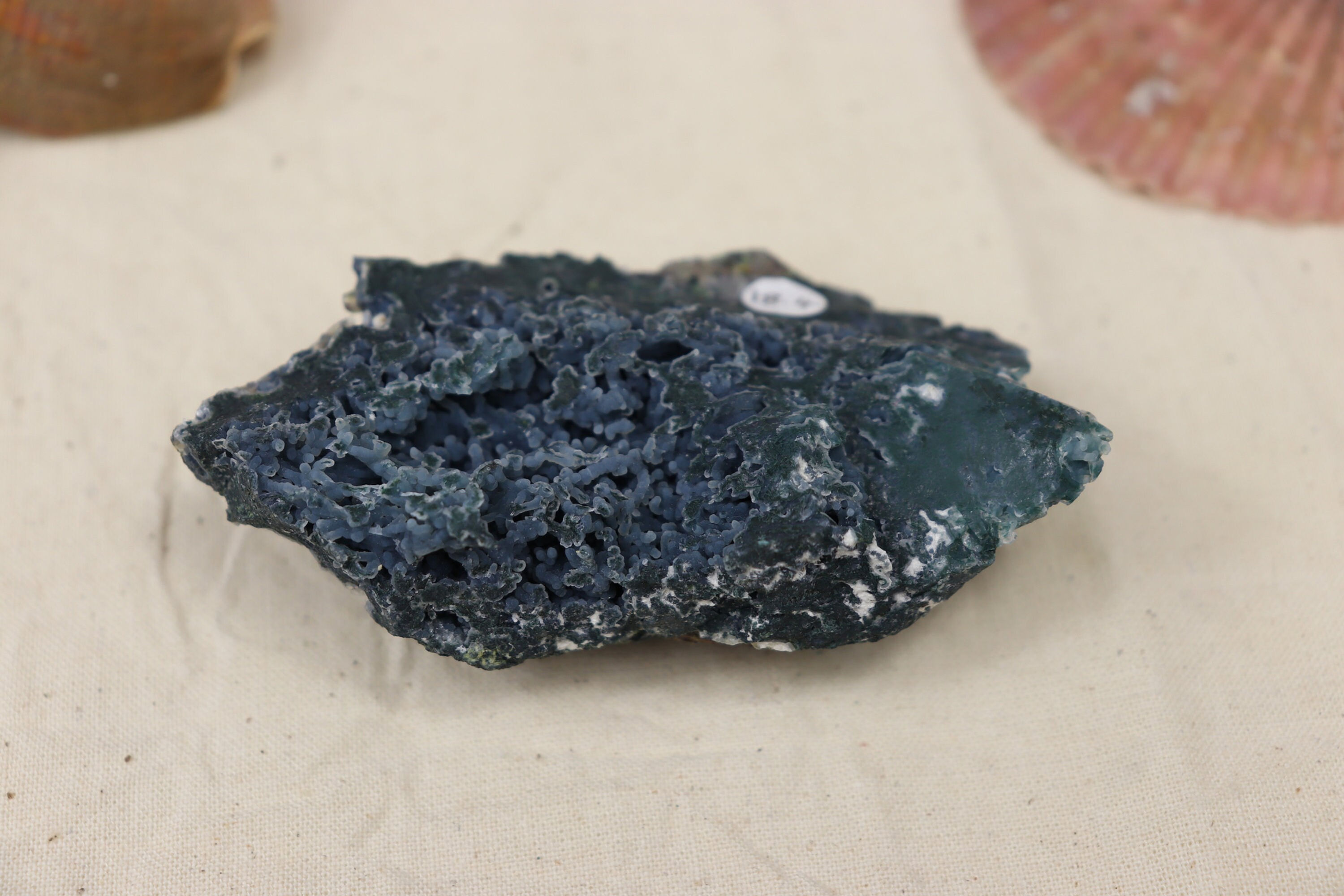 Blue Coral Chalcedony With Modernite D