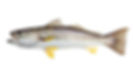 Gray Trout - Outer Banks Inshore Fishing Guide