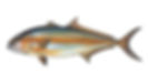 Amberjack - Outer Banks Inshore Fishing Guide