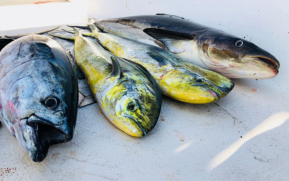 OBX Inshore Fishing Charters