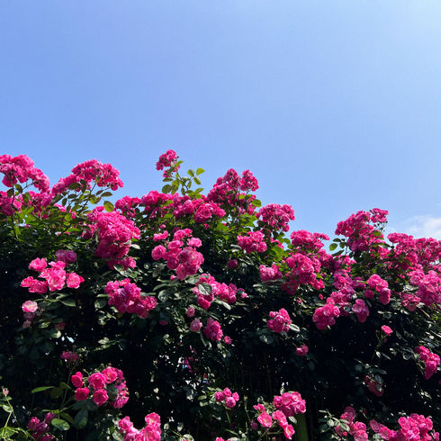 Floral Beauty