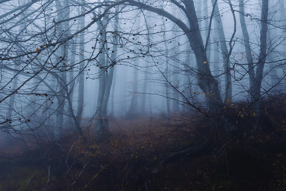 free-photo-of-leafless-trees-in-the-woods.jpeg