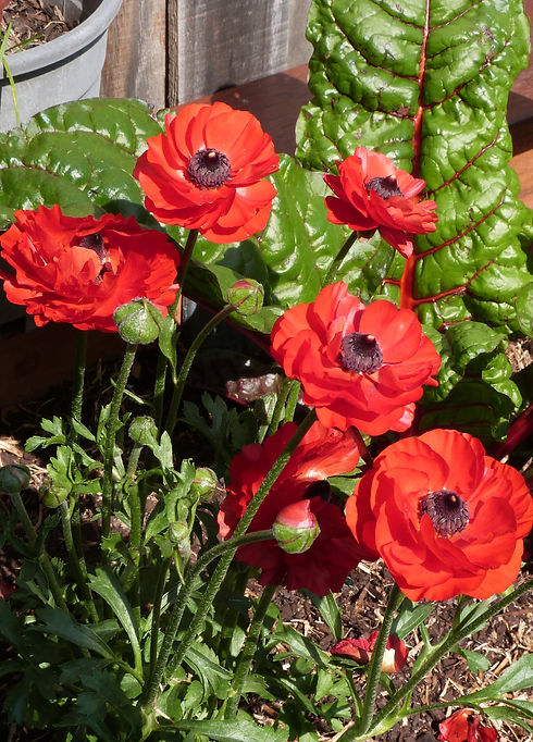 P1100173_edited.jpg
