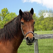Horse at Ryerss Farm