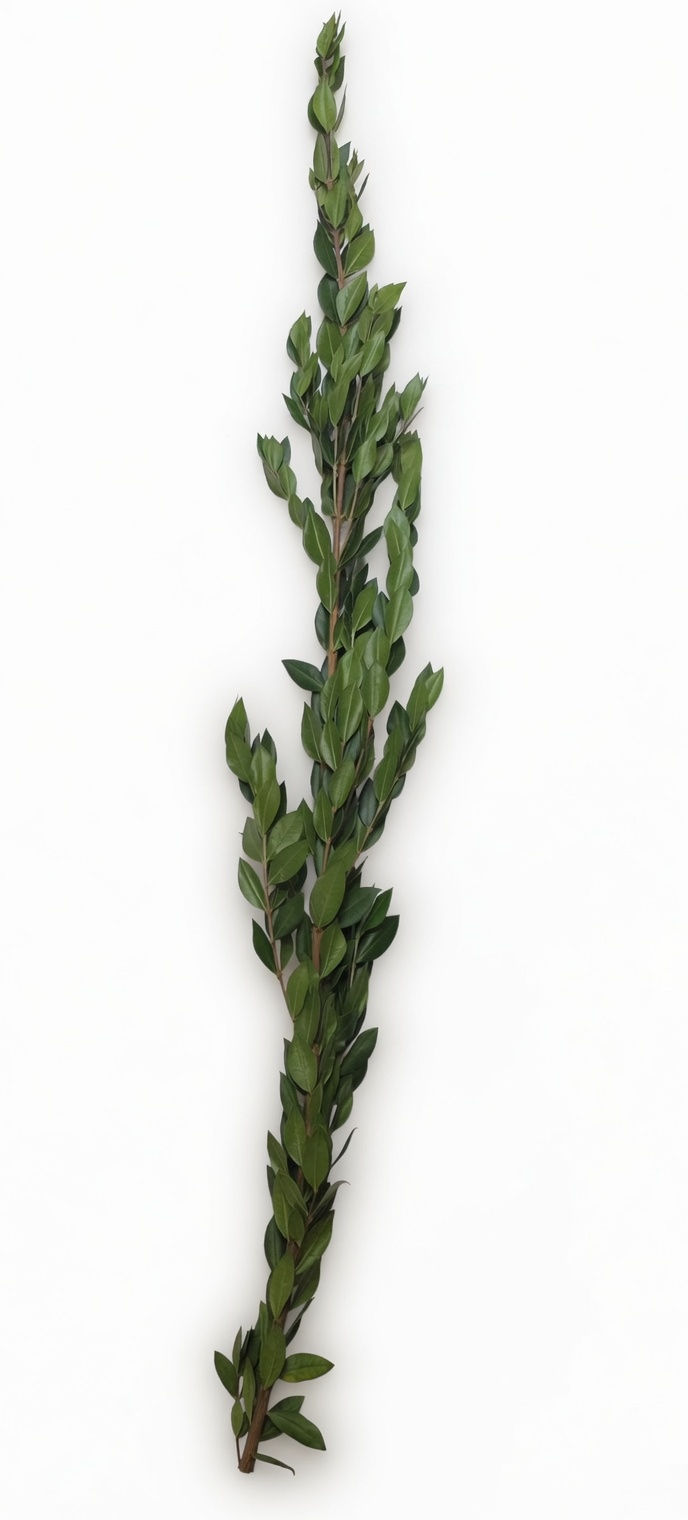 Thumbnail: Myrtle - 10 Stems