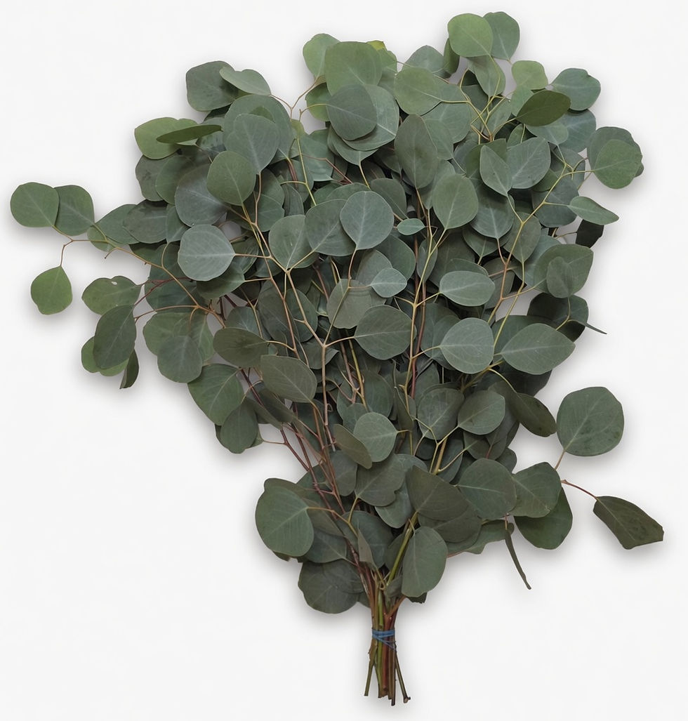 Thumbnail: Silver Dollar - 10 stems