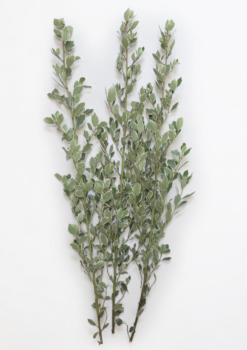 Thumbnail: Variegated Rhamnus - 10 Stems