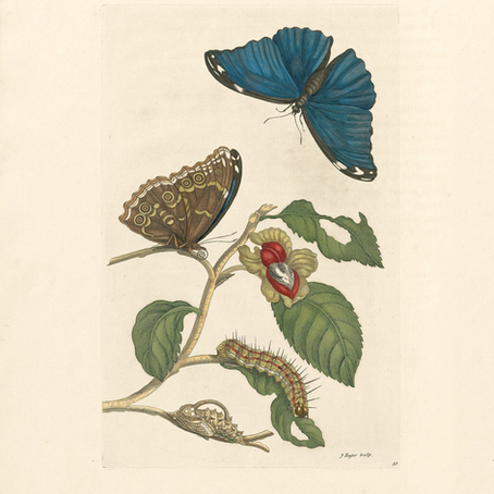 VETO CONTRE VETO : L'ARME DE DISSUASION MASSIVE DU PE