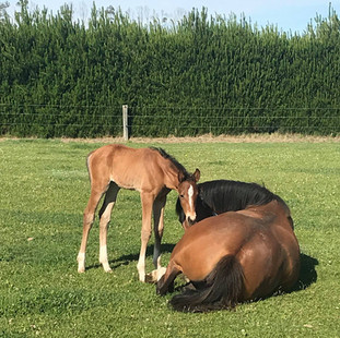 DIAMANT B FILLY