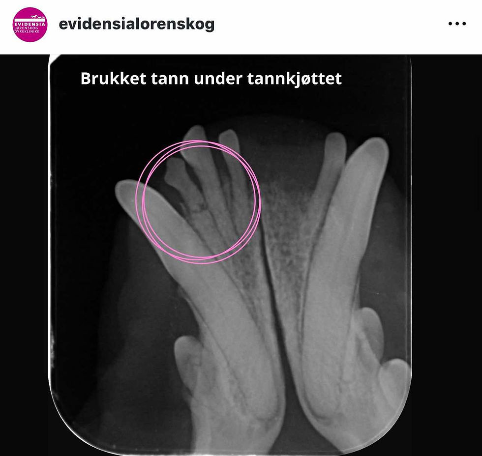 Sjekk ut innlegget til Evidensia Lørenskog ang viktigheten av røntgen av tennene ved å trykke på bildet.