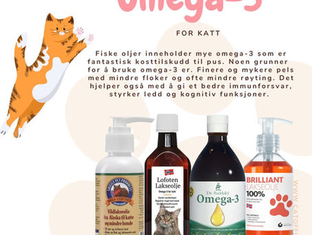 Burde din katt få tilskudd av Omega-3? Vi ser på hva Omega-3 er og hva det kan gjøre for din katt!