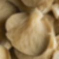 top-view-mushrooms-close-up.png