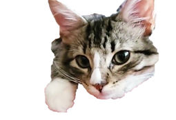 図1.png