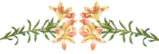 Rosa Flores Ilustração