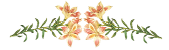 Pink Flowers Illustration