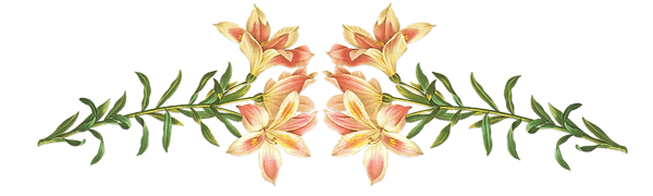 Pink Flowers Illustration 
