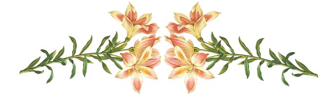 Pink Flowers Illustration