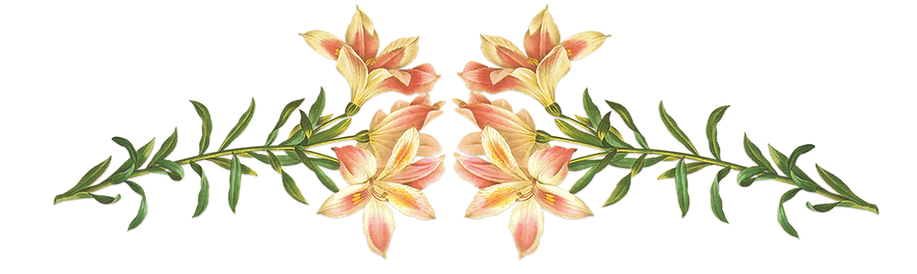 Fiori rosa Illustrazione