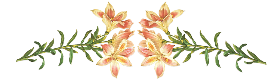 Fiori rosa Illustrazione