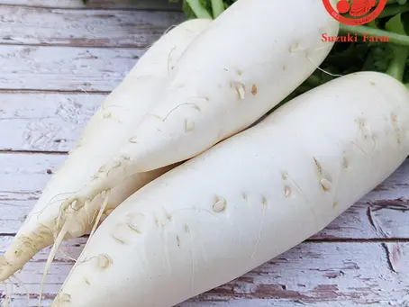 Daikon Radish Recipes