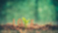 Letters and trees make up the word love over blurred green background. For Valentines Day greeting card. Typography design for print cards, .The love of the environment