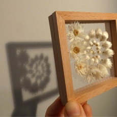 A spiral shape of flowers graduating from tightly closed to fully open in a spiral shape casting a shadow on a wall