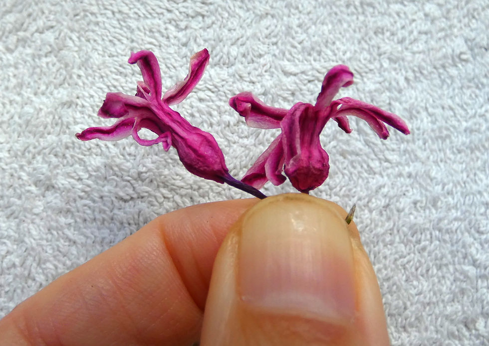 Two dried purple Hyacinth flowers being held between two fingers