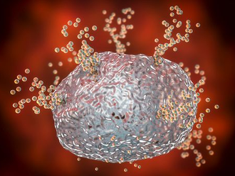Mastzellen Immunsystem