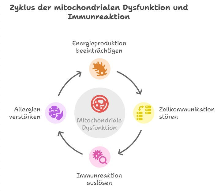 Immunsystem, Mitochondrien und Allergien